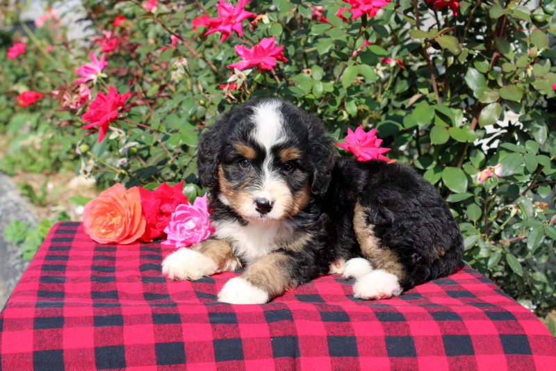 puppy, for, sale, Bernedoodle, Matthew B. Stoltzfus, dog, breeder, Gap, PA, dog-breeder, puppy-for-sale, forsale, nearby, find, puppyfind, locator, puppylocator, aca